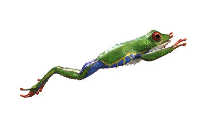 3d Illustration Red-Eyed Amazon Tree Frog (Agalychnis Callidryas),A tropical rain forest animal with vibrant eye isolated on a white background. 3d rendering.