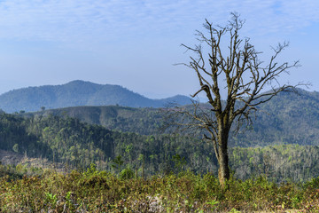 Obraz premium landscape with tree