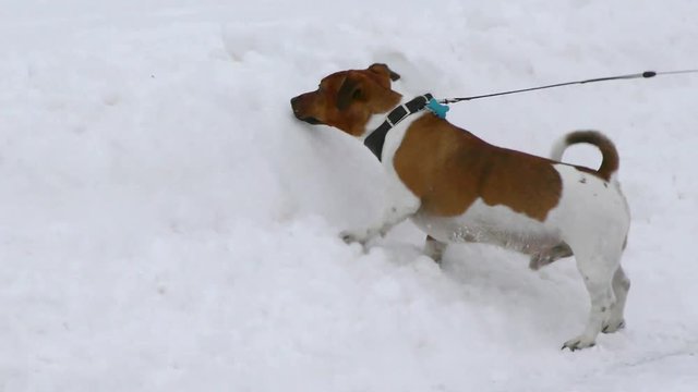 Funny shorthanded dog on a walk in the winter. Jack Russell Terrier in the snow.