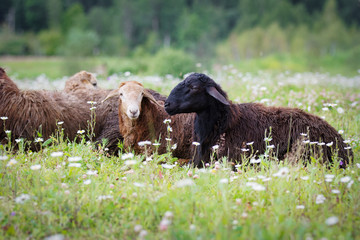 Sheeps lying on green grass fields on a sunny day at summer background