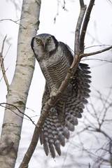 Northern hawk-owl (Surnia ulula)