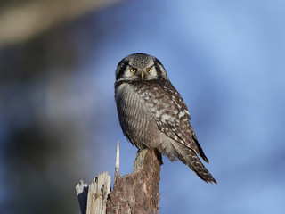 Northern hawk-owl (Surnia ulula)