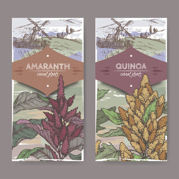 Set of two labels with Amaranthus cruentus aka amaranth and Chenopodium quinoa color sketch. Cereal plants collection.