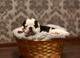 bulldog, French bulldog, puppy, black, white, beauty, dog, animal