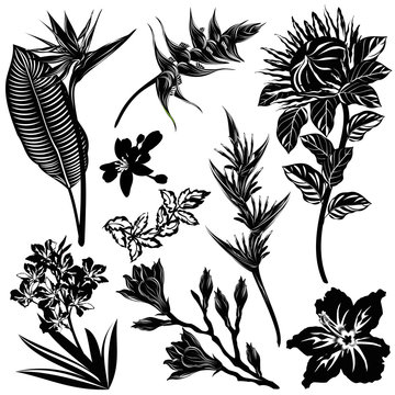 Exotic flowers silhouettes (Strelitzia, Heliconia, Protea, Oleander, Hibiscus, Mandarin, Magnolia). Set of hand drawn vector illustrations on white background.
