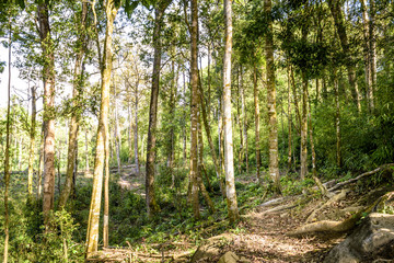 Rainforest and tree