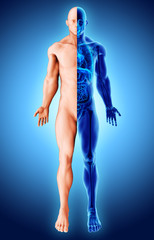 Naklejka premium 3d illustration two tone style x-ray human skeleton, medical technic.