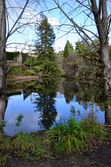 pond with trees