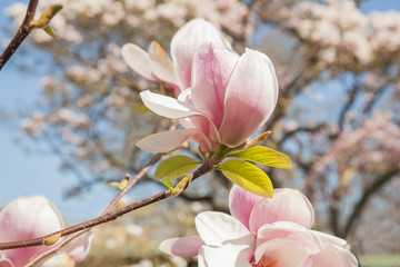 Fototapeta premium beautiful magnolia trees in full blossom with pink and white flowers, springtime park background