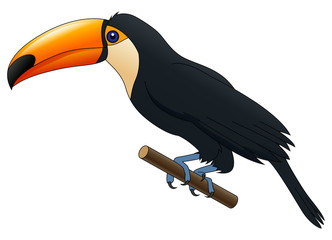 Fototapeta premium Happy cute cartoon toucan. Vector illustration