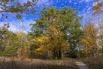 Fototapeta premium Countryside in the autumn 