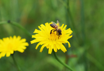 bee enjoying nectar flower