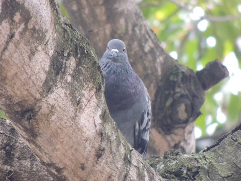 cucurrucur&uacute;. 