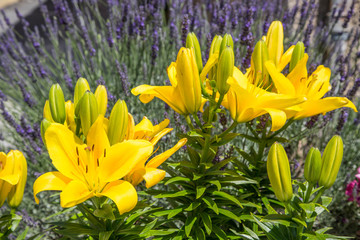 Fototapeta premium Sommerblumen