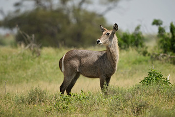 Waterbuck - Kobus ellipsiprymnus,  large antelope from African savanna, Taita Hills reserve and Tsavo National Park, Kenya. 