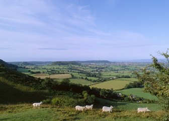 Fototapeta na wymiar UK, Cotswolds, Gloucestershire, sheep on the hilltop above the Severn Vale at Coaley Peak