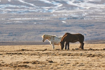 Horse grazing in Iceland