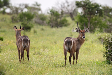 Naklejka na ściany i meble Waterbuck - Kobus ellipsiprymnus, large antelope from African savanna, Taita Hills reserve and Tsavo National Park, Kenya. 