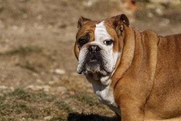 Portrait of the english bulldog