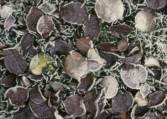 Frosted leaves texture