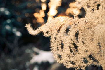 Natur