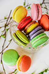 colored macaroons in glass vase and green branches, spring concept on white background