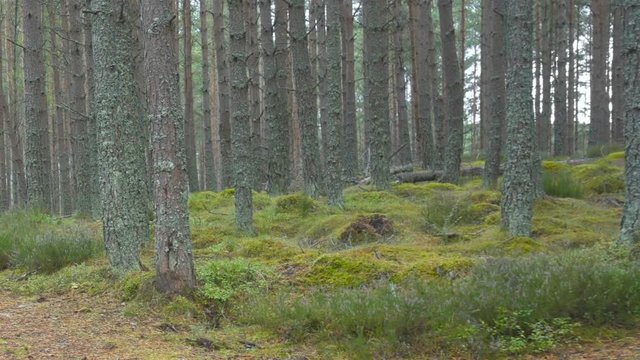 Cinematic Dolly shot of a path running between trees through a wild forest in Scotland