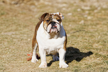 Portrait of the english bulldog