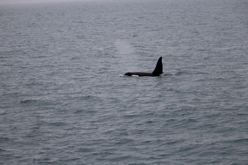 Fototapeta premium whale watching- orca / killer whale in iceland