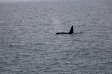whale watching- orca / killer whale in iceland