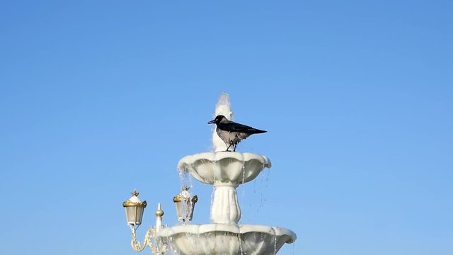 Slow motion. Lovely crow bathing and splashing in water fountain. Bird species tolerate cohabiting with humans in some cases gradually becoming more accustomed to the new habitat and eventually synant