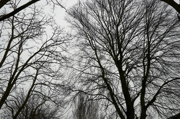 Pianura Padana winter landscapes