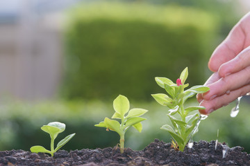 Watering small trees with drop under hands
