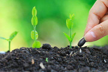 Seedlings are grown from the ground and Hand planting a seed in soil agriculture on natural green background, Growing plants concept