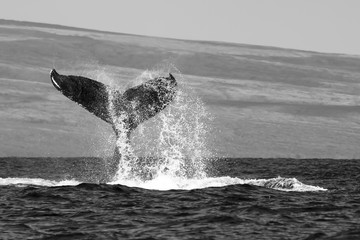 Black and White Whale Tail with Spray in Ocean with Island Beyond
