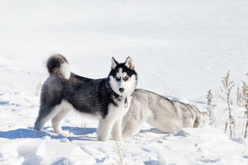 Cute husky dog on snow
