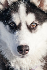 Close-up cute husky