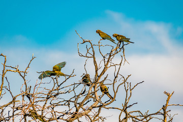 Loros Barranqueros 