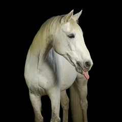 Pferd streckt seine Zunge raus. Aufgenommen im Fotostudio vor schwarzem Hintergrund.