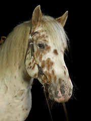 Weißes Pferd mit braunen Punkten im Fotostudio vor schwarzem Hintergrund.