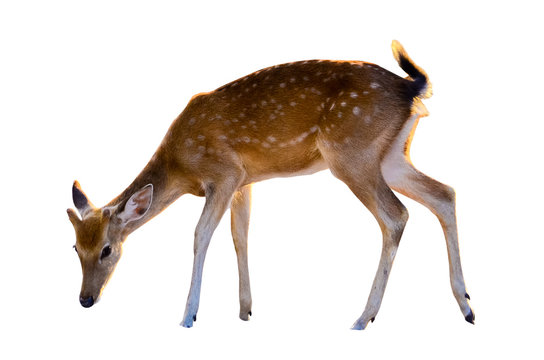 Baby Deer Isolated In White Background