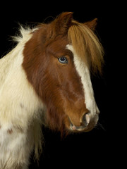 Braun und weiß geschecktes Pferd mit blauem Auge und Winterfell im Fotostudio vor schwarzem Hintergrund.