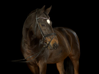Braunes Pferd mit runder weißer Blässe auf der Stirn und Zaumzeug im Fotostudio vor schwarzem Hintergrund.