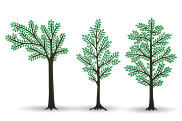 Obraz premium Set of Stylized abstract trees with green foliage isolated on white background. Vector illustration.