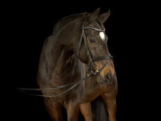Fototapeta premium Braunes Pferd mit runder weißer Blässe auf der Stirn und Zaumzeug im Fotostudio vor schwarzem Hintergrund.