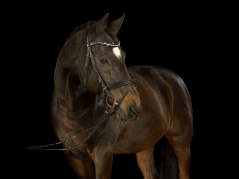 Braunes Pferd mit runder weißer Blässe auf der Stirn und Zaumzeug im Fotostudio vor schwarzem Hintergrund.