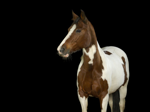 Braun und wei&szlig; geschecktes Pferd im Fotostudio vor schwarzem Hintergrund.
