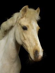 Obraz na płótnie Canvas Pferd, teilgeschorenim Fotostudio vor schwarzem Hintergrund.