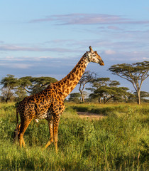 Giraffe walking in the Serengeti National Park in Tanzania