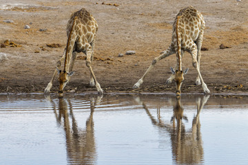 Fototapeta na wymiar Drinking giraffes at a waterhole in Etosha National Park in Namibia, Africa